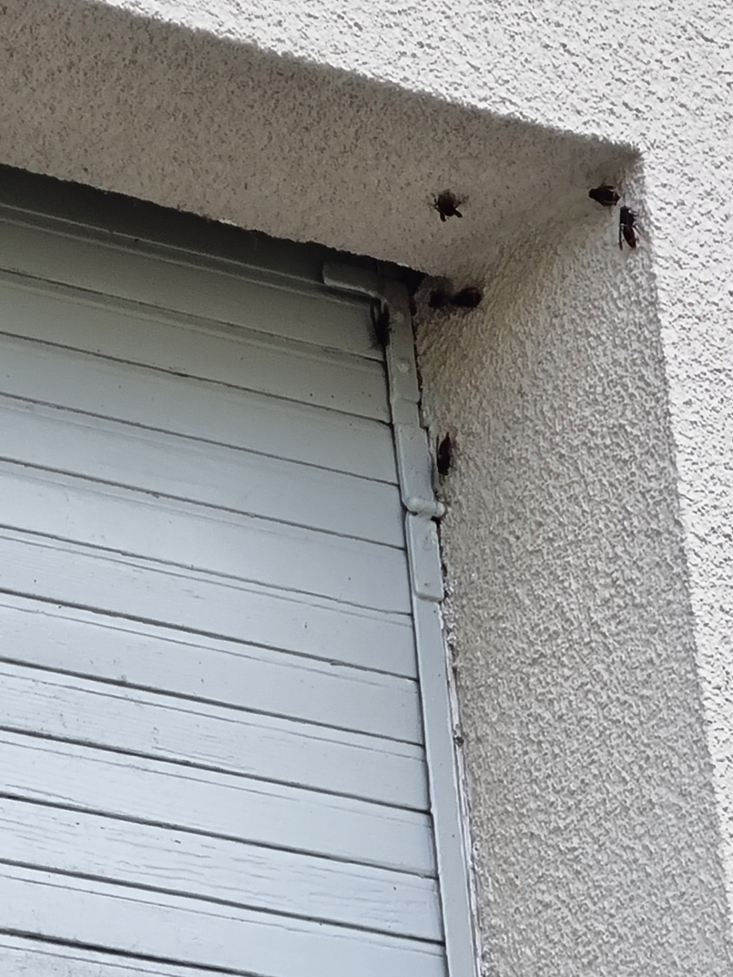 Insectes entrant dans une cavité au-dessus d'un volet roulant en Béarn
