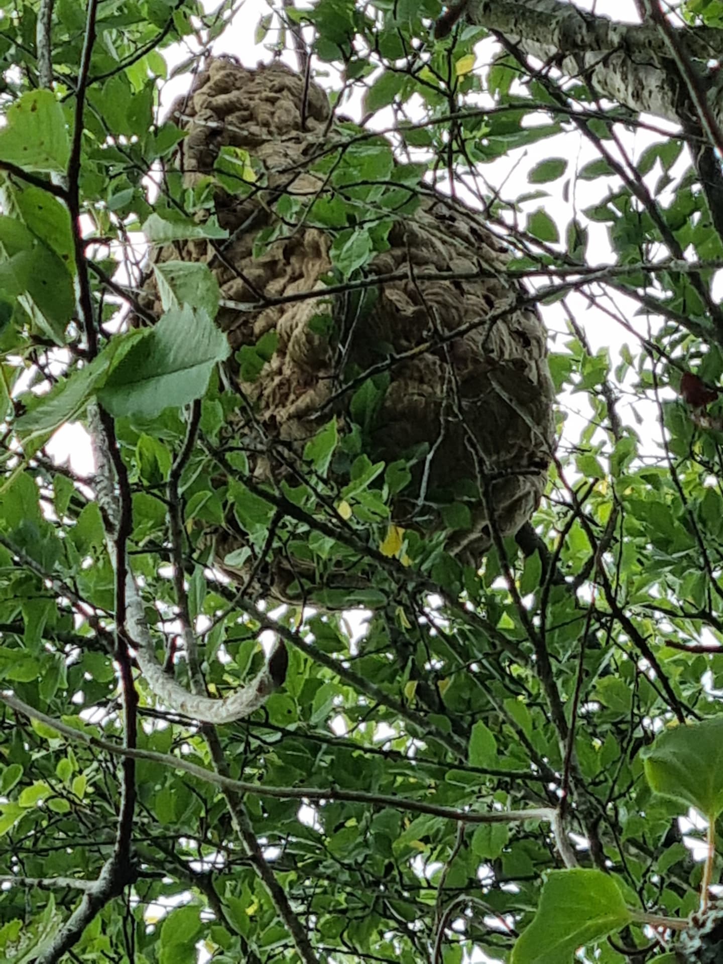 Nid de frelons dissimulé dans le feuillage d'un arbre en Béarn