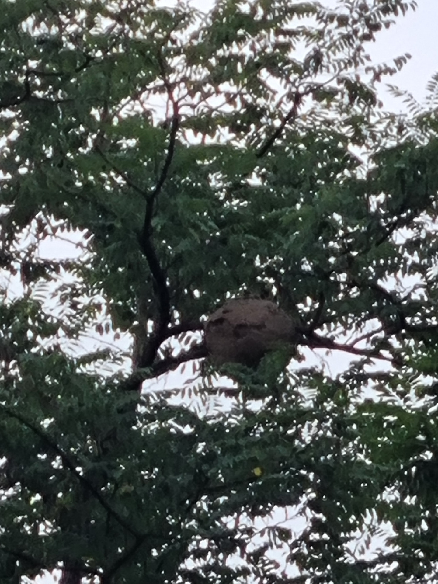 Nid de frelons situé haut dans un arbre avant traitement