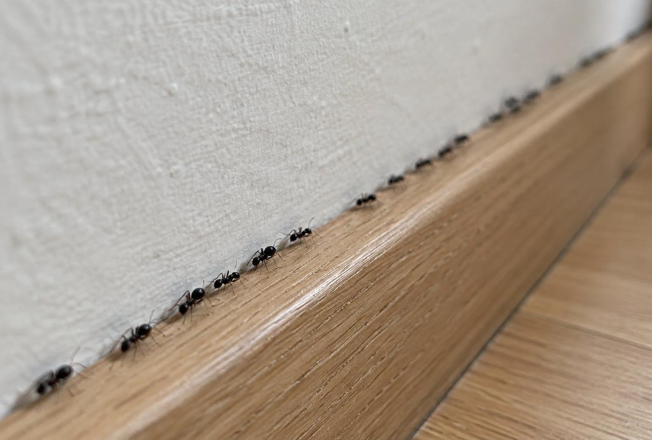 File de fourmis suivant une piste le long d'un mur